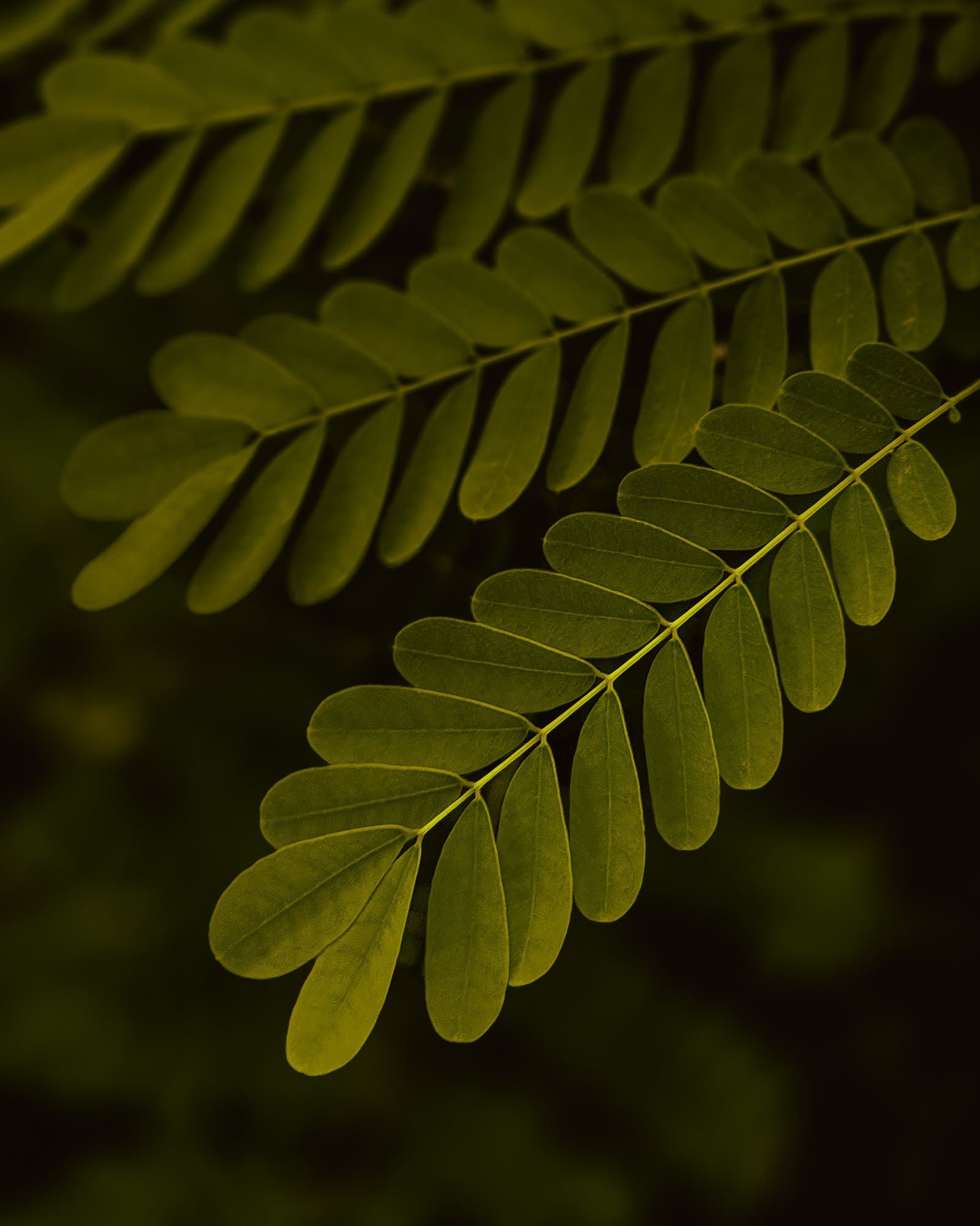 Backlit leaves
