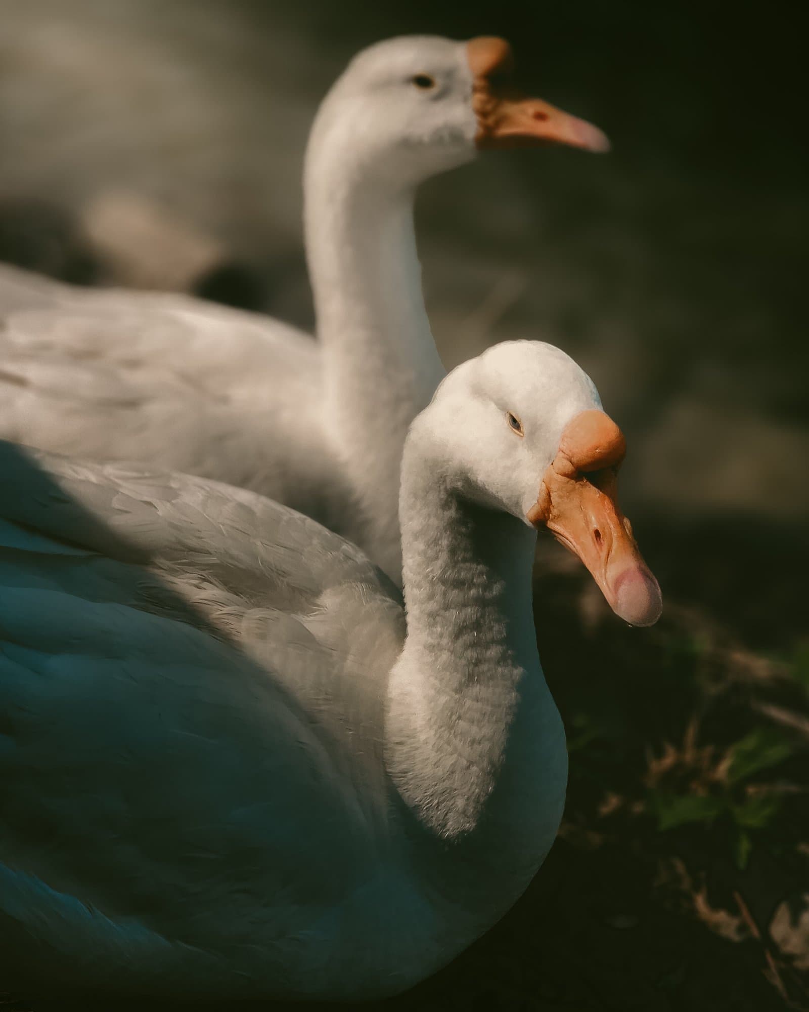 A pair of geese