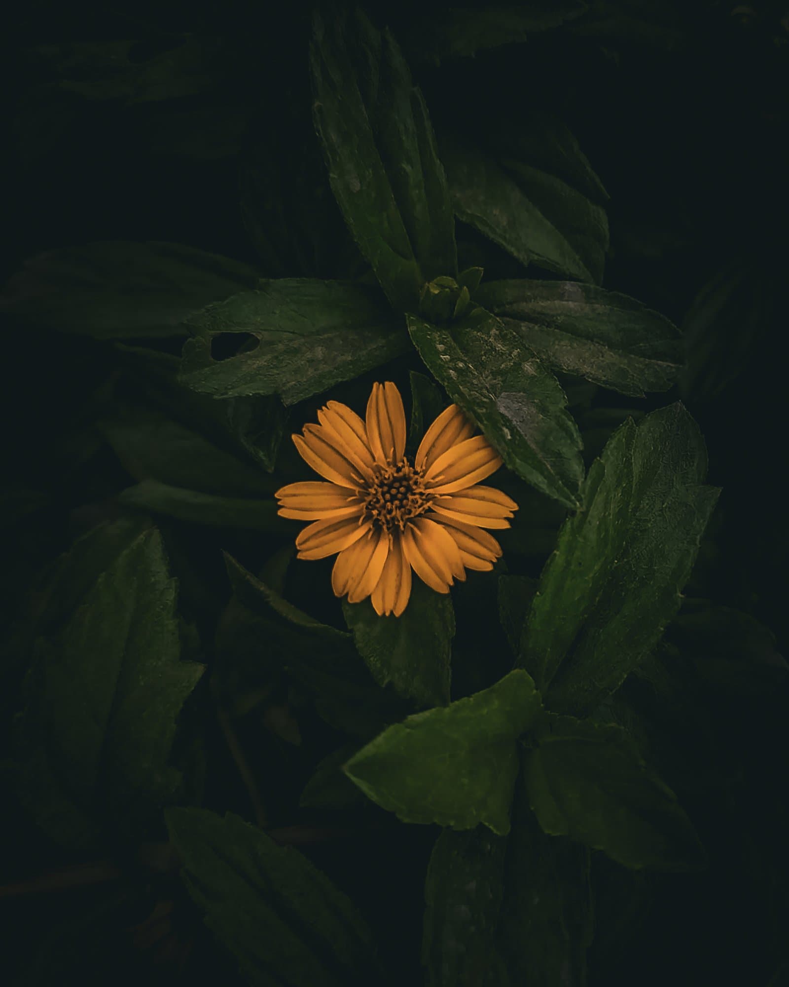 Bloom in the dark