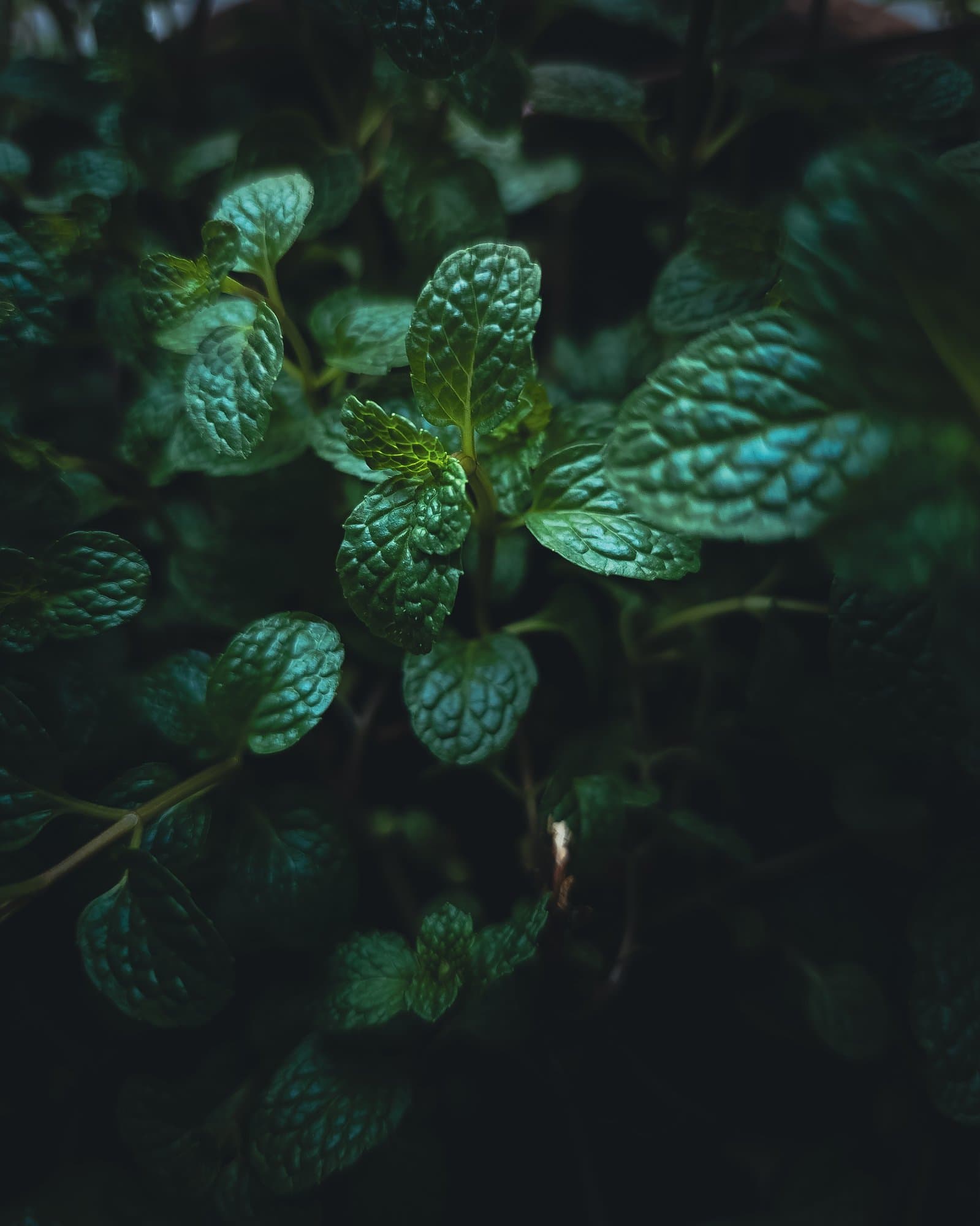 Mint