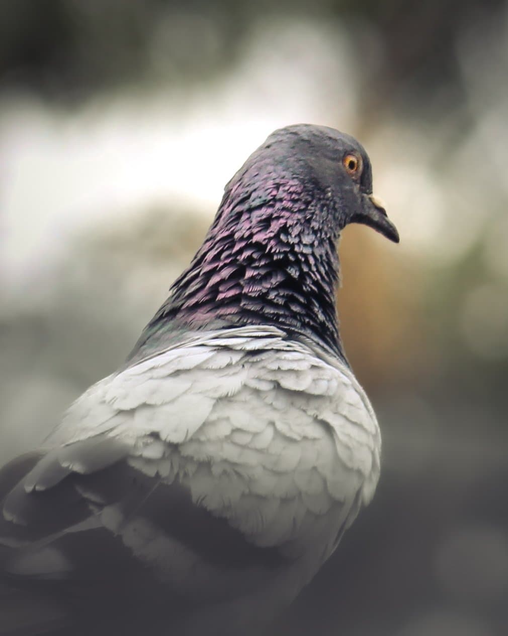 Rock pigeon